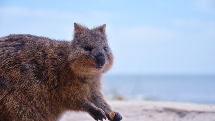 selective focus photography of brown rodent