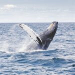 photography of whale