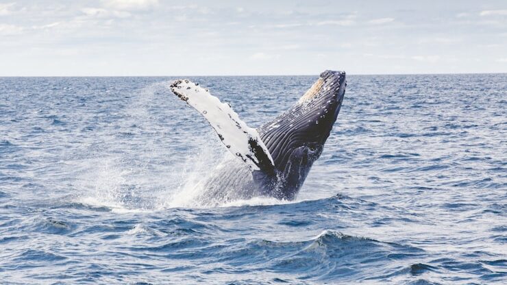 photography of whale