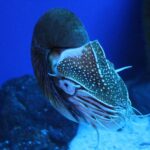 Facts About Nautilus |