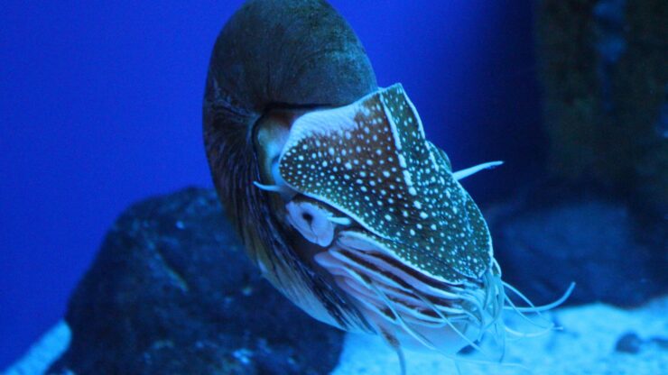 Facts About Nautilus |